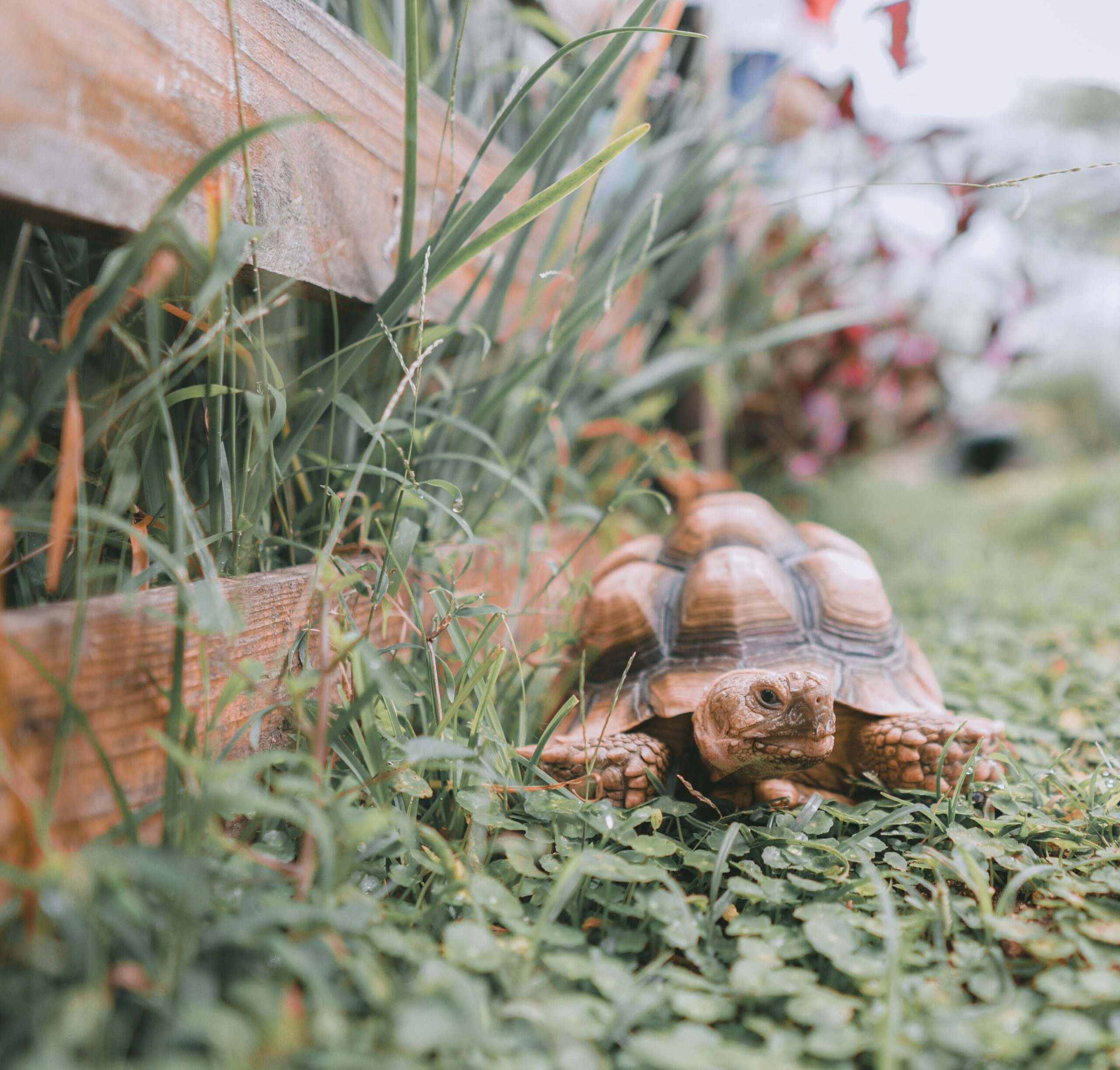 fauzan-sjD9i5YGrOk-unsplash